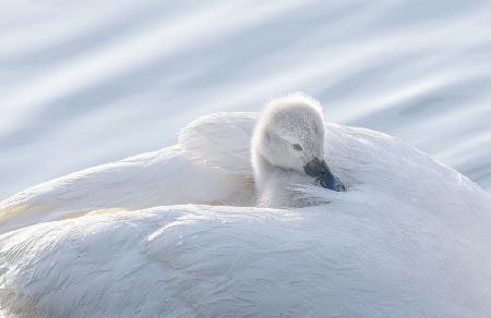 baby swan