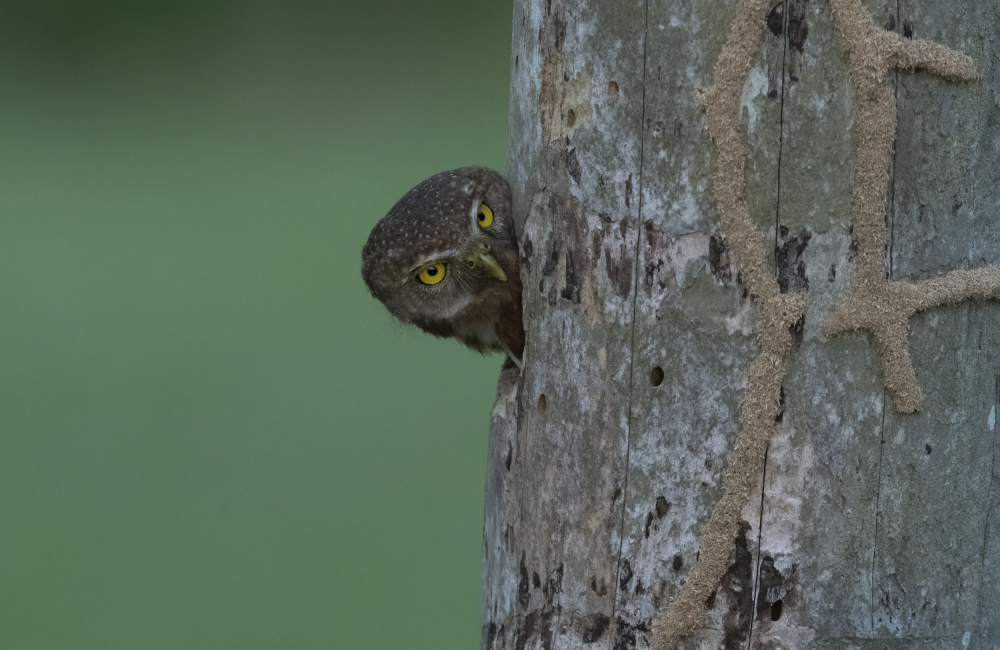 A fist sized owl in a tree hole von Betty Liu