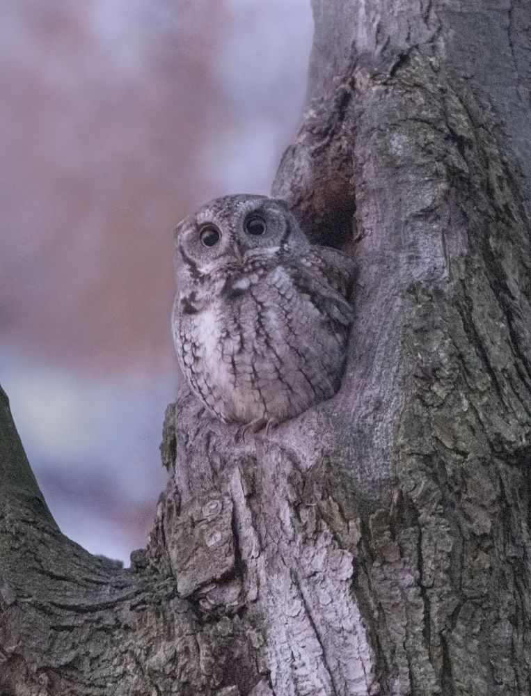 Owl in Sleep von Betty Liu