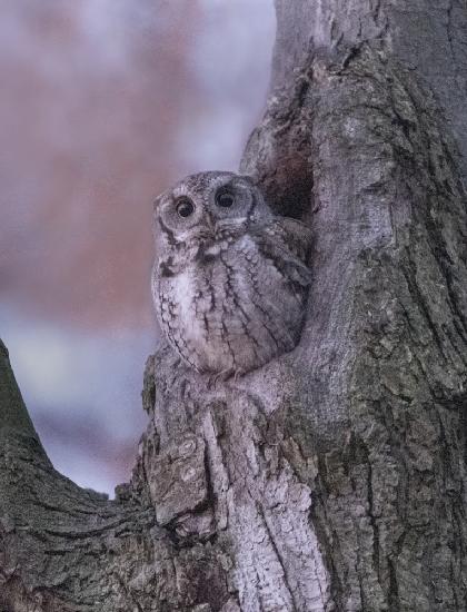 Owl in Sleep