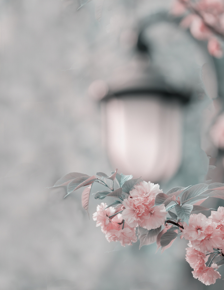 Cherry blossom under street lamp von Betty Liu