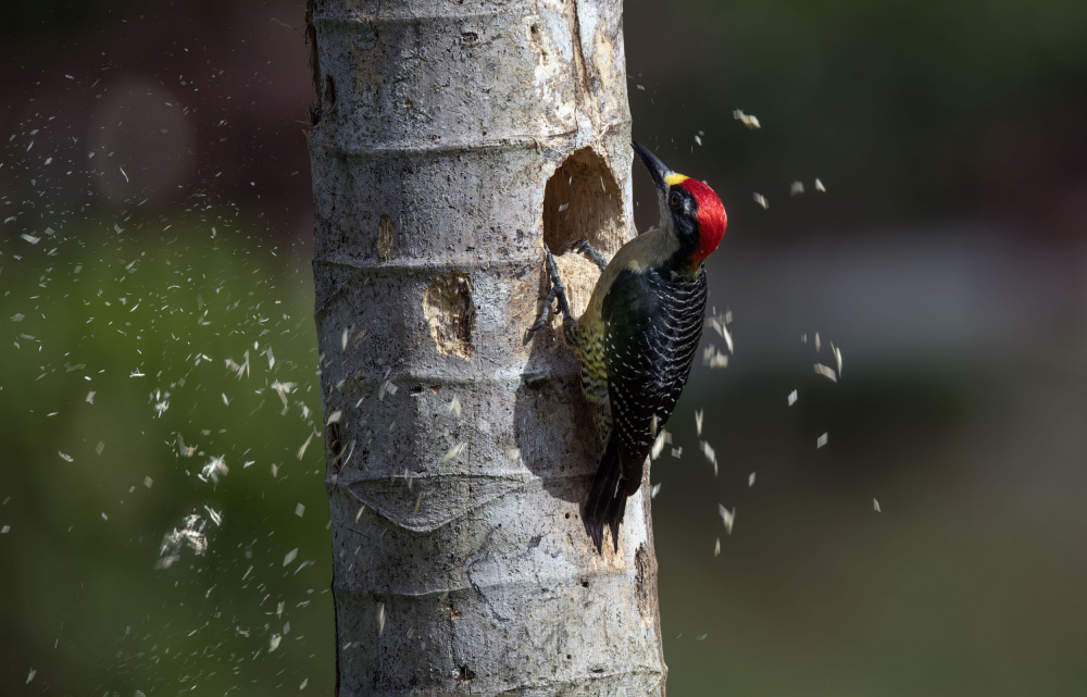 Black-cheeked Woodpeckert von Betty Liu