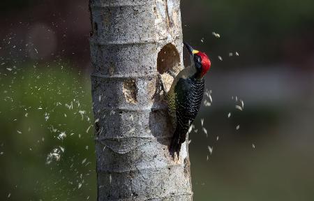 Black-cheeked Woodpeckert