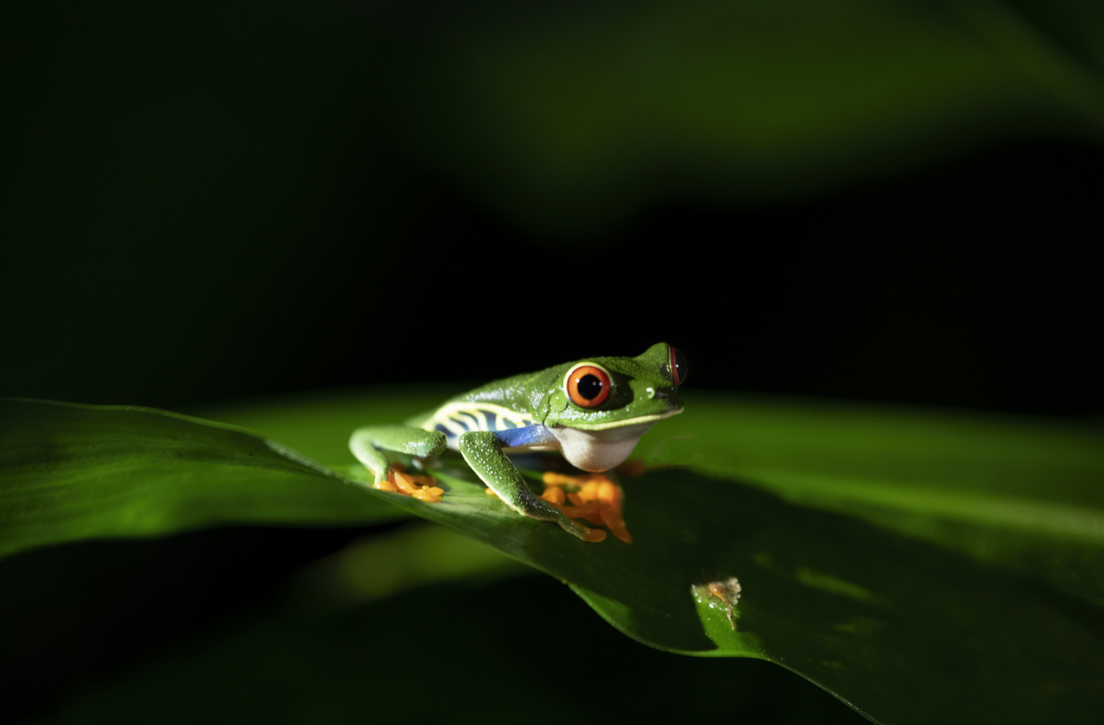 Beautiful Red-eyed Tree Frog von Betty Liu