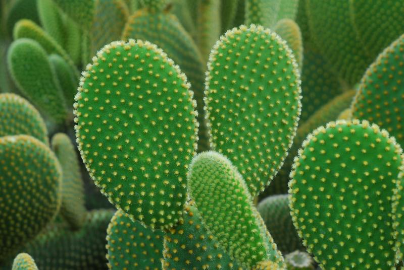 Opuntia Fico d'India von Bhupendra Singh