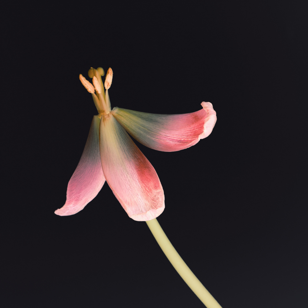 Dried Tulip 2 Instagram Flower von Bilge Paksoylu