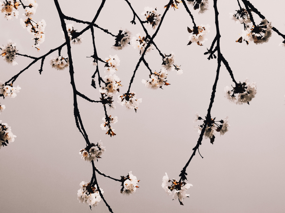 Minimalistic Branches von Bilge Paksoylu