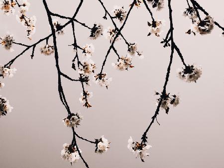 Minimalistic Branches