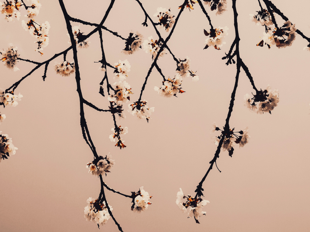 Minimalistic Branches von Bilge Paksoylu