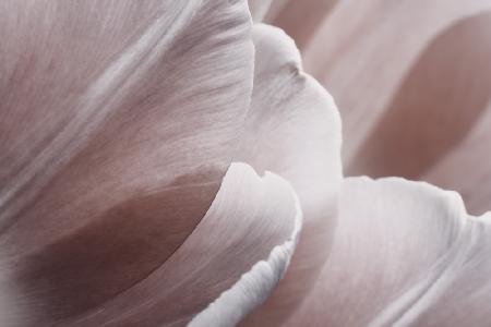 Pink Macro Flower Photo 1