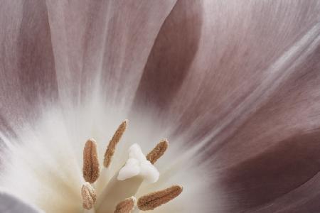 Pink Macro Flower Photo