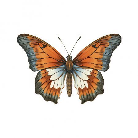 Butterfly 3