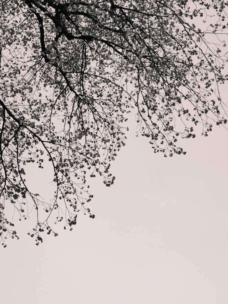 Branches against the sky von Bilge Paksoylu