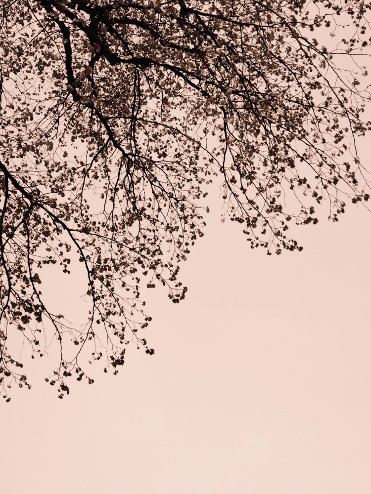 Branches against the sky -  Pink von Bilge Paksoylu