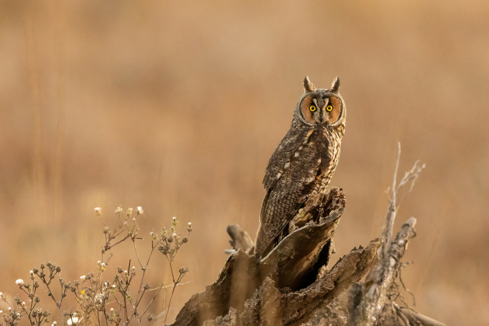 Eye Contact von Bill Lu