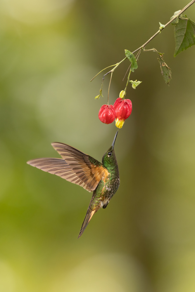 Buff-tailed von Bill Lu