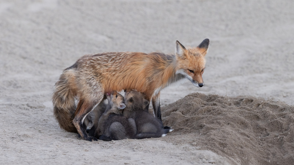 Family Dinner von Bill Lu