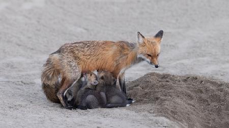 Family Dinner