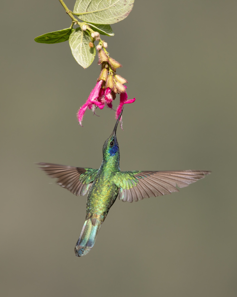 Sparkling Violetear von Bill Lu