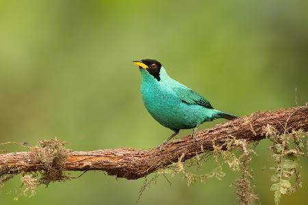 Honeycreeper