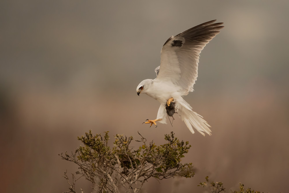 Landing von Bill Lu