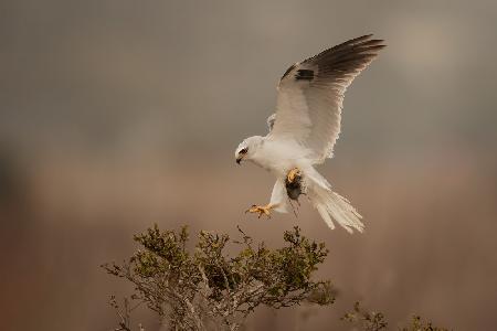 Landing