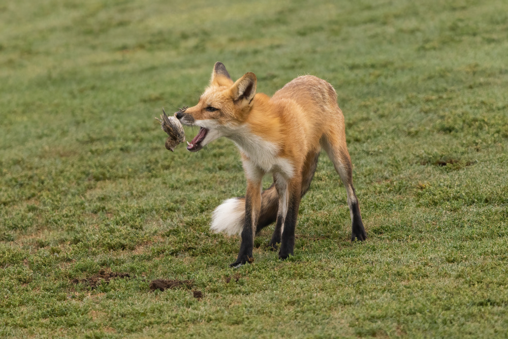 Playing with prey von Bill Lu