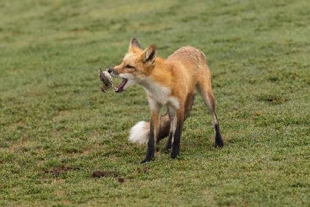 Playing with prey