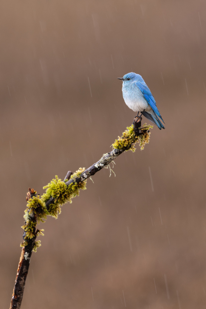 Raining Day von Bill Lu