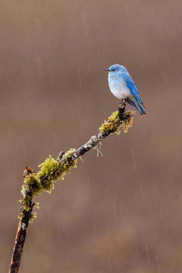 Raining Day