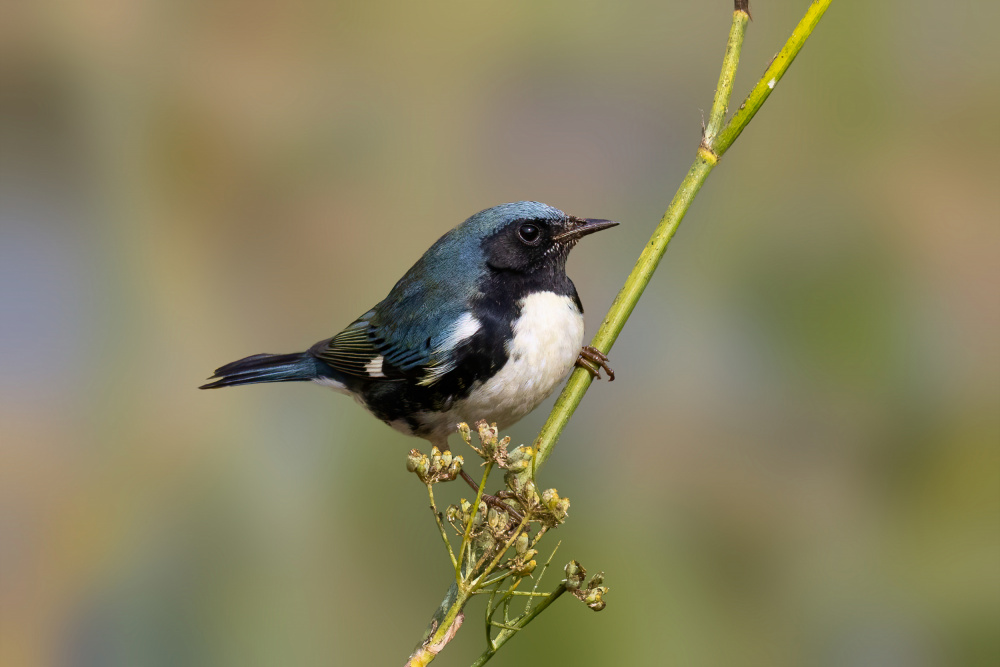 Black-throated von Bill Lu