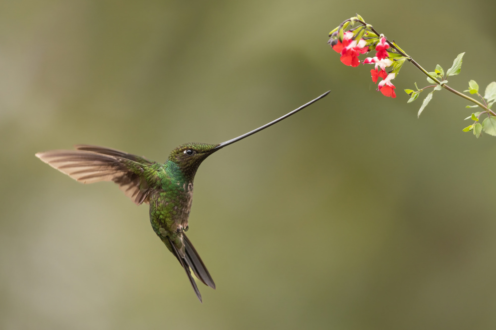 Sword-billed and flowers von Bill Lu