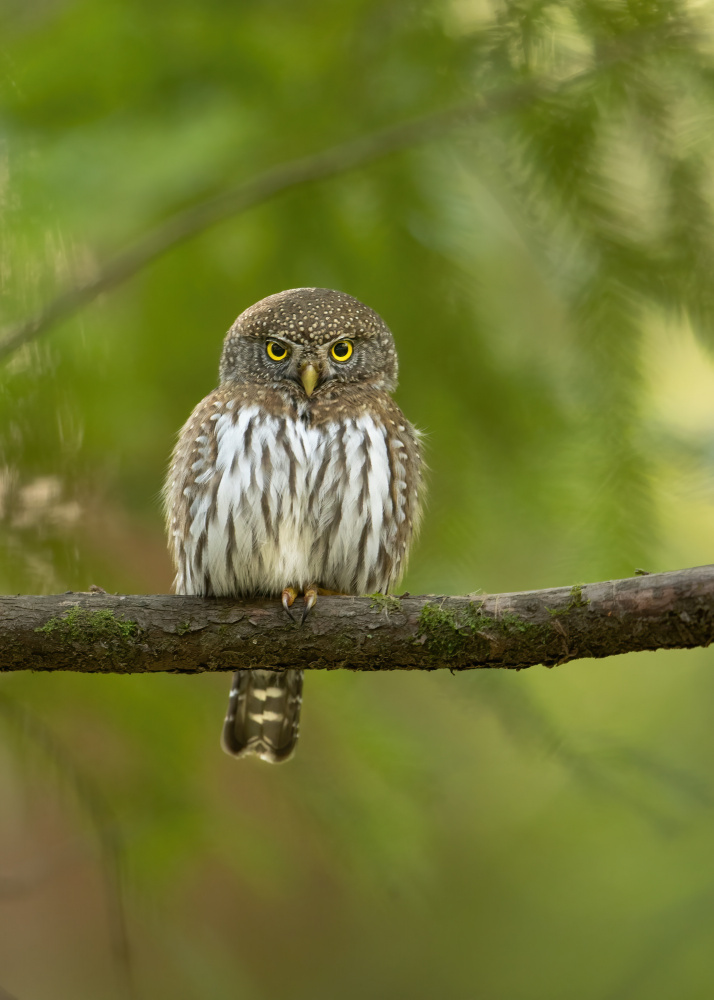 Pygmy Owl von Bill Lu