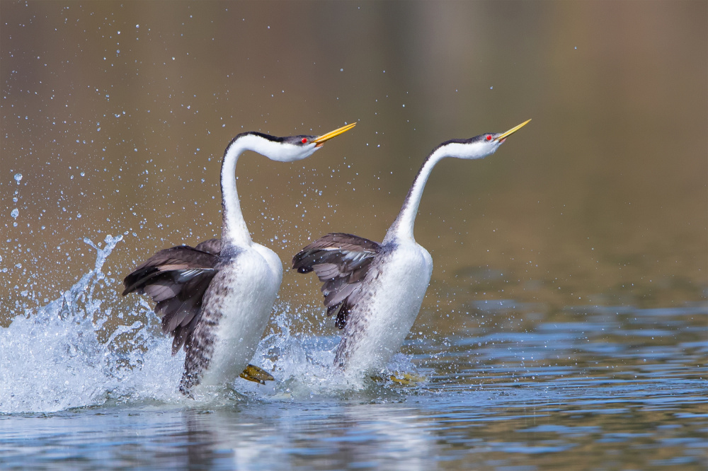 Dancing von Bill Lu