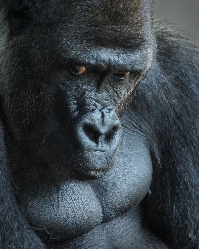 Unhappy Gorilla von Bill Mugg