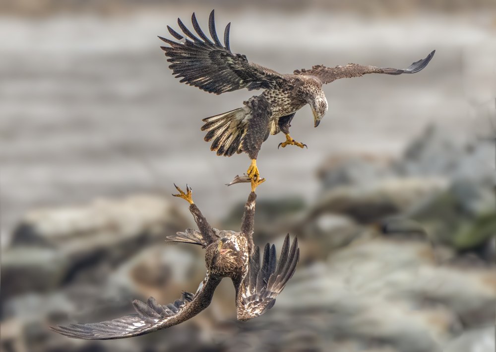 Juvenile eagles are fighting for fish von Bill X. Liu