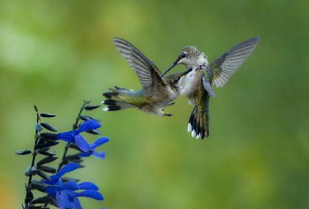 Fierce flutter