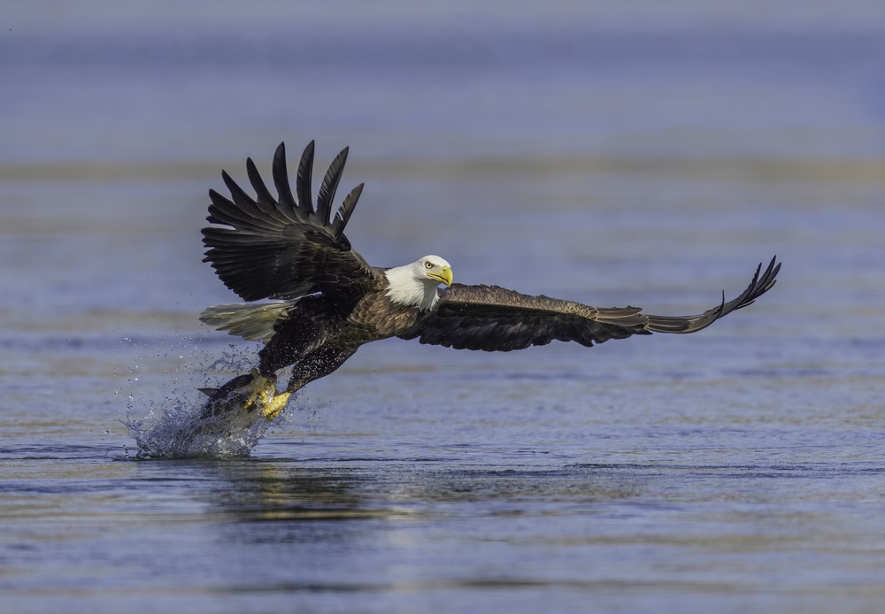 Catching Fish von Binbin L.