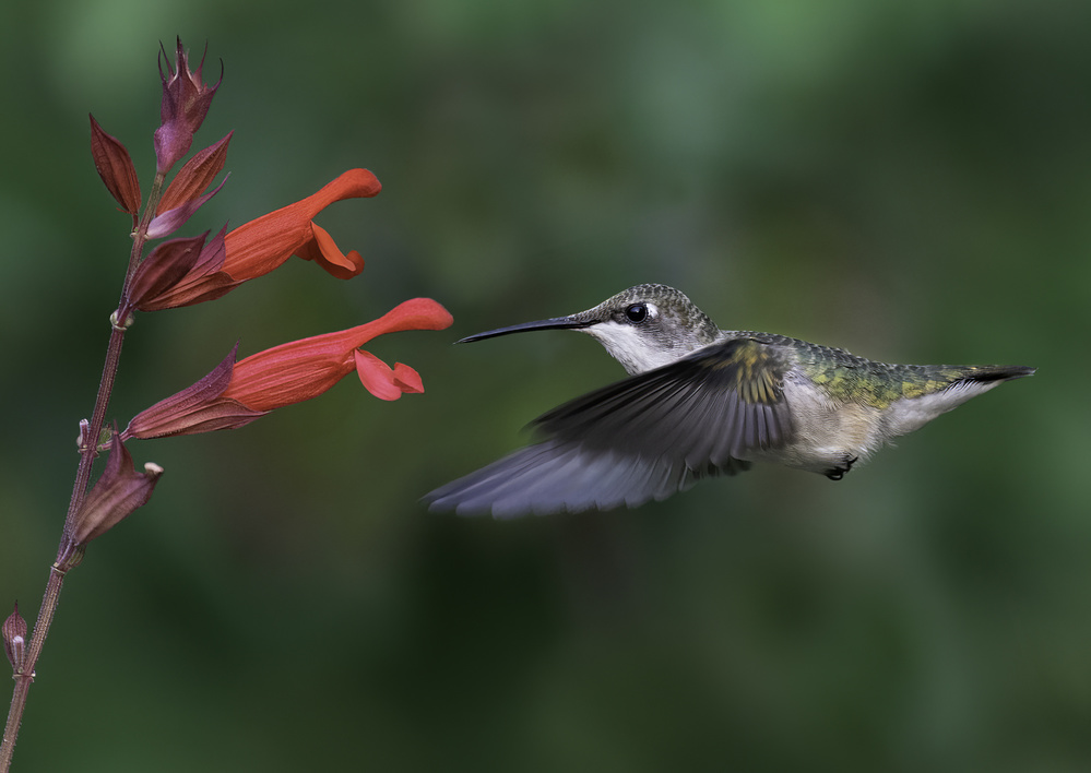 Flying Hummingbird von Binbin L.