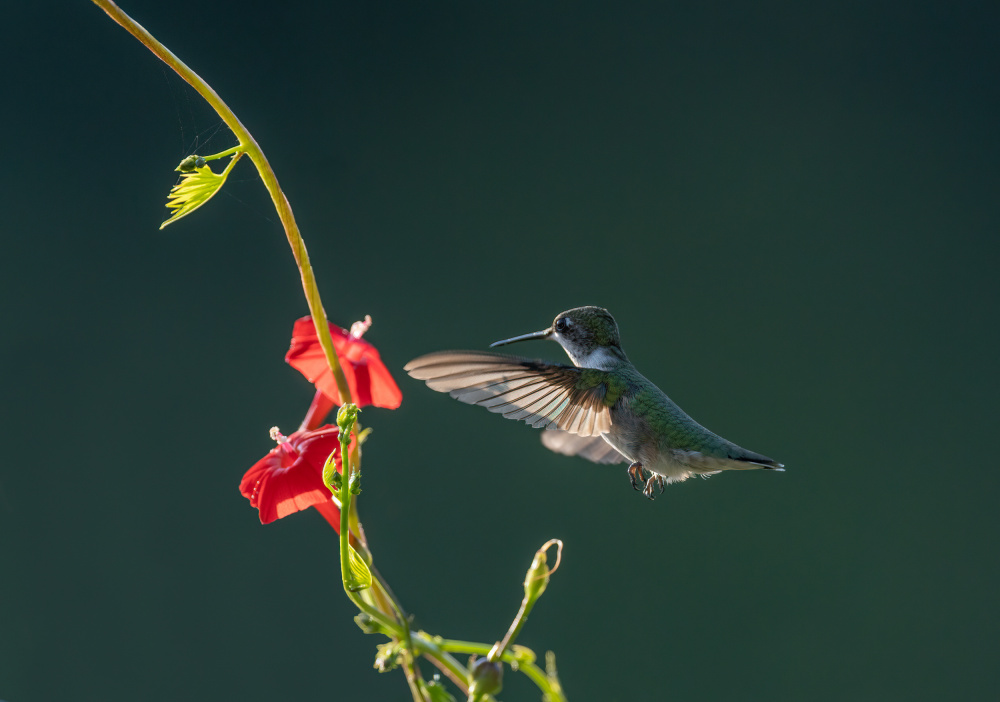 Hummingbird And Red Flowers von Binbin L.