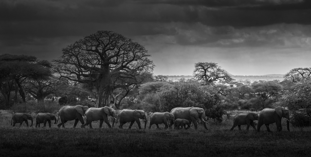 A familys home marching von Bing Li