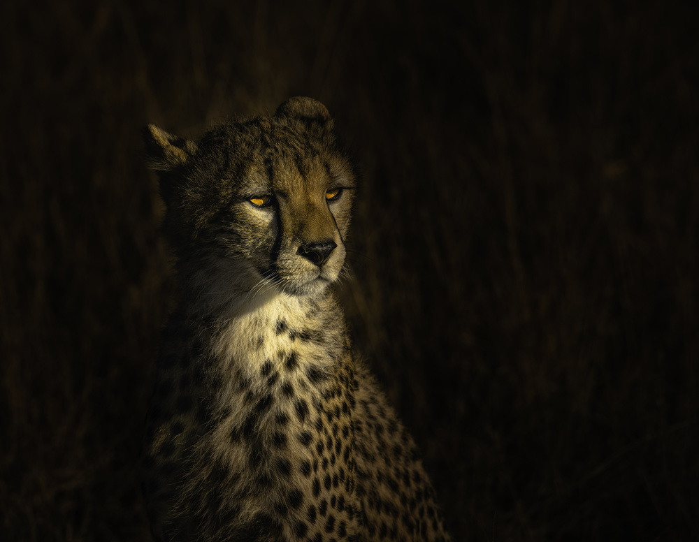 The portrait of a cheetah von Bing Li