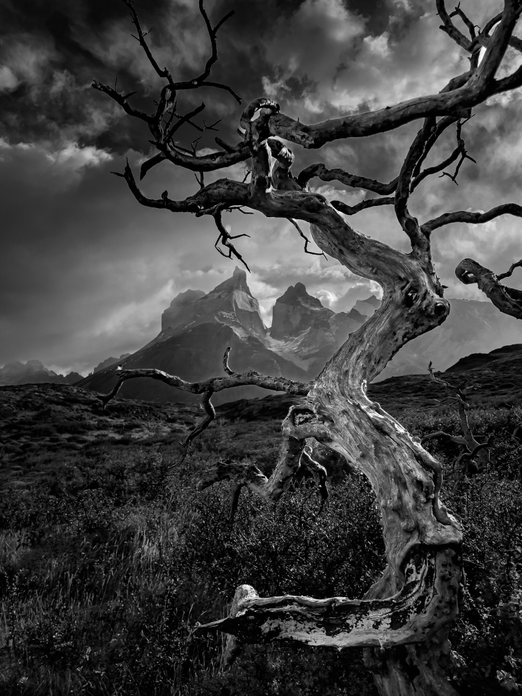 The tree and the mountain von Bing Li