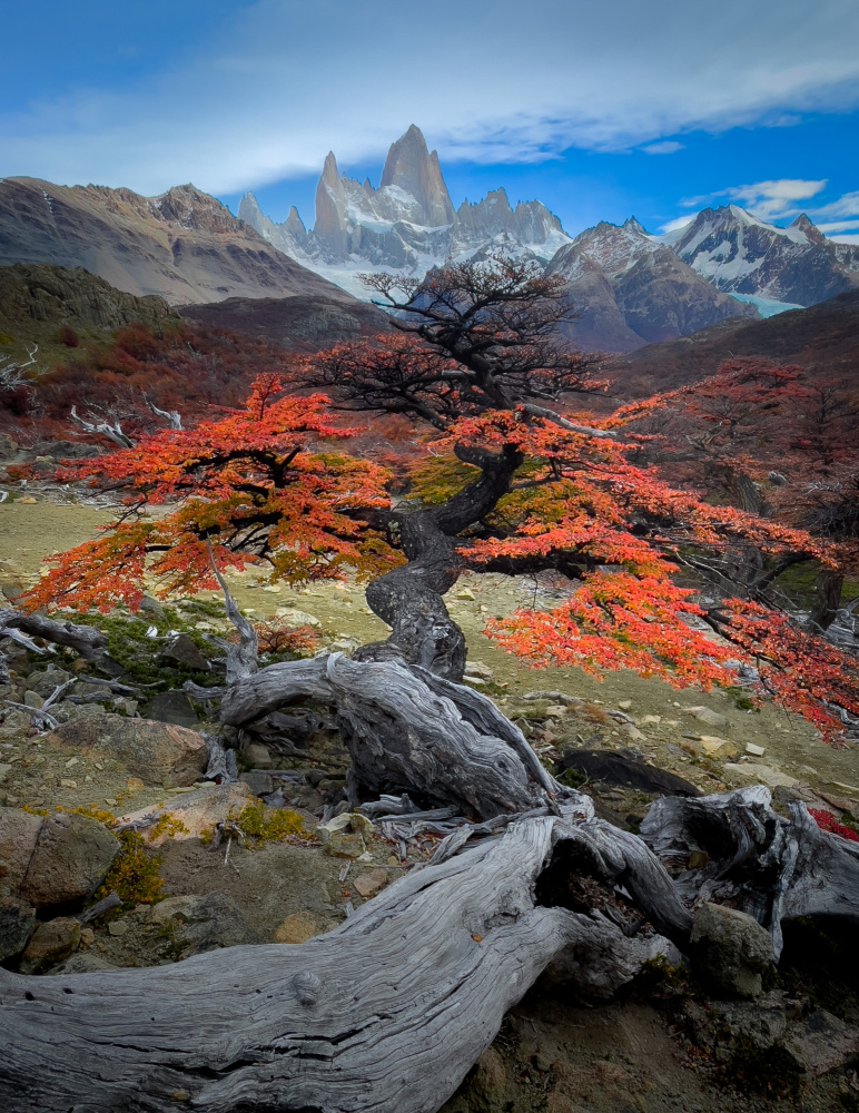 Autum in Fitz Roy von Bing Li