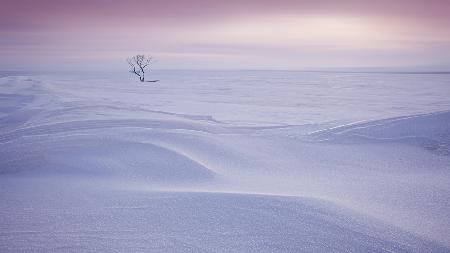 Trees in the morning