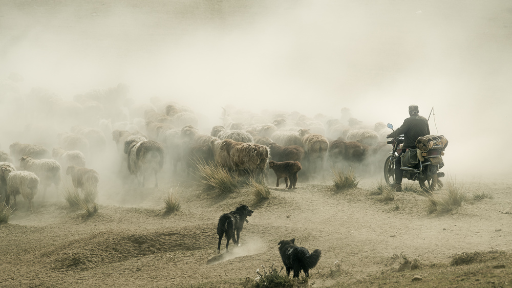 Ride a motorcycle to herd sheep von Bingo Z