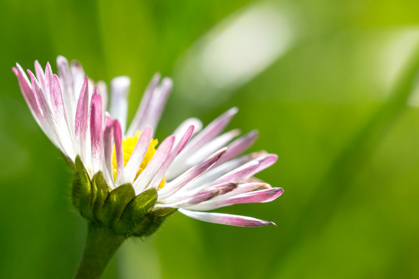 Gaenseblume von Birge George