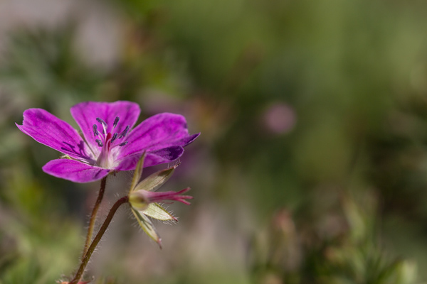 Blume von Birge George