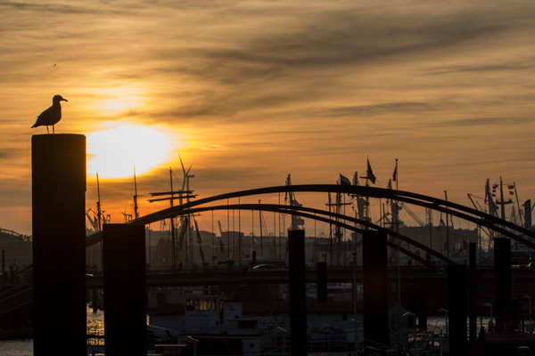 Moewe Hafen (Hamburg) von Birge George