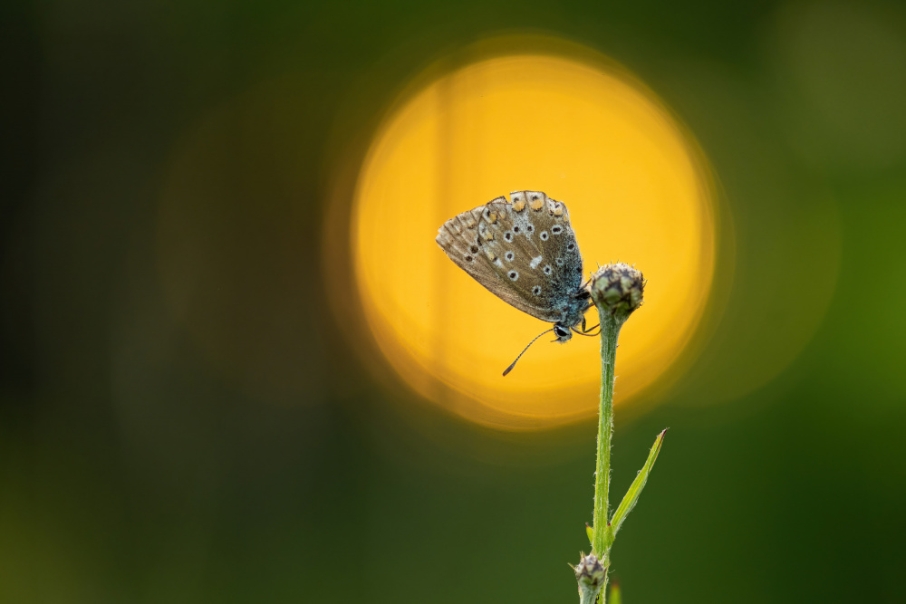 sunset butterfly von Bjoern Alicke